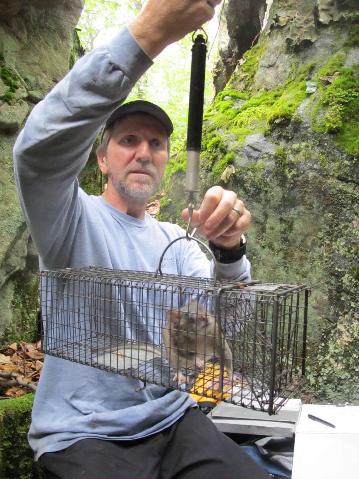 Woodrat measures